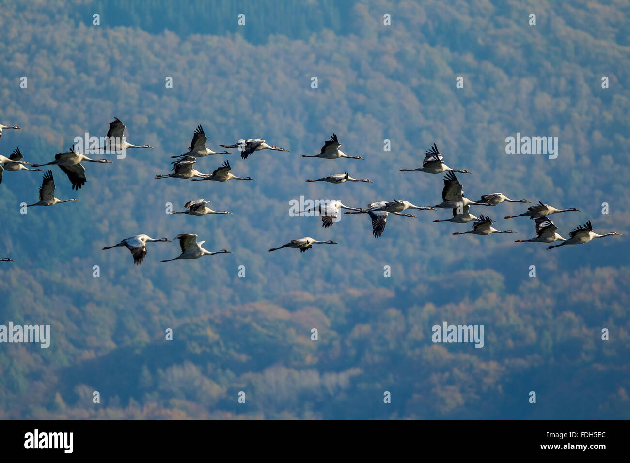 Par antenne, Gray Grues (Grus grus) en vol au dessus de Gevelsberg, vol des oiseaux, la formation, la migration d'oiseaux, Wuppertal, Ruhr, Banque D'Images