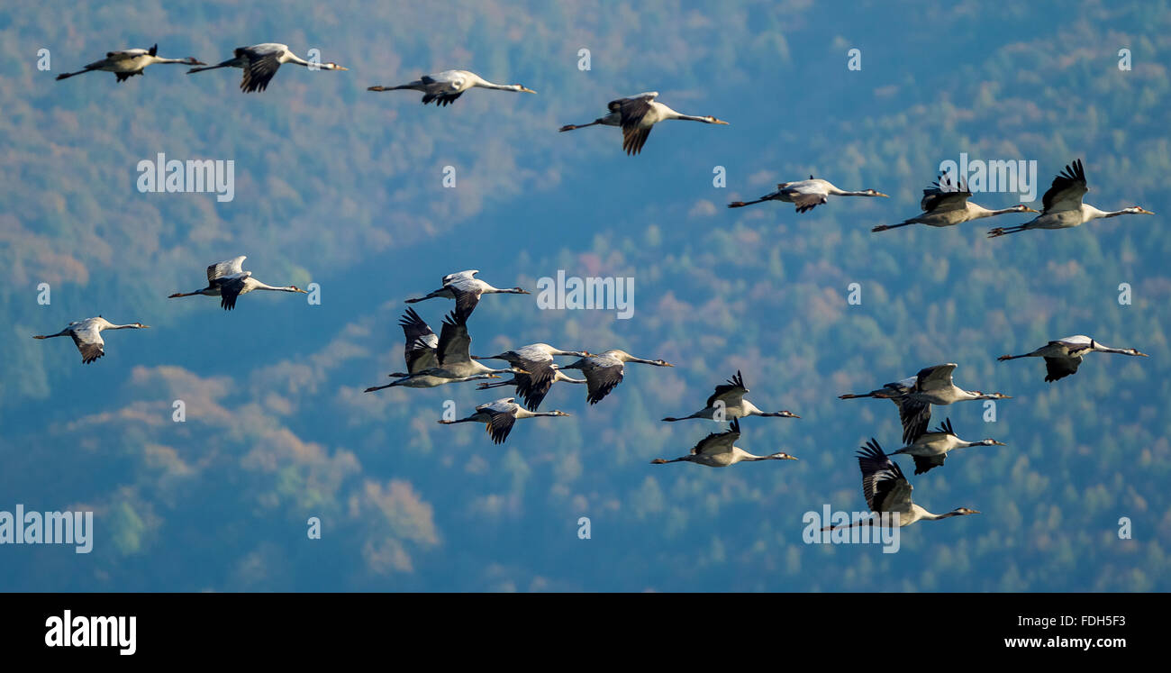 Par antenne, Gray Grues (Grus grus) en vol au dessus de Gevelsberg, vol des oiseaux, la formation, la migration d'oiseaux, Wuppertal, Ruhr, Banque D'Images