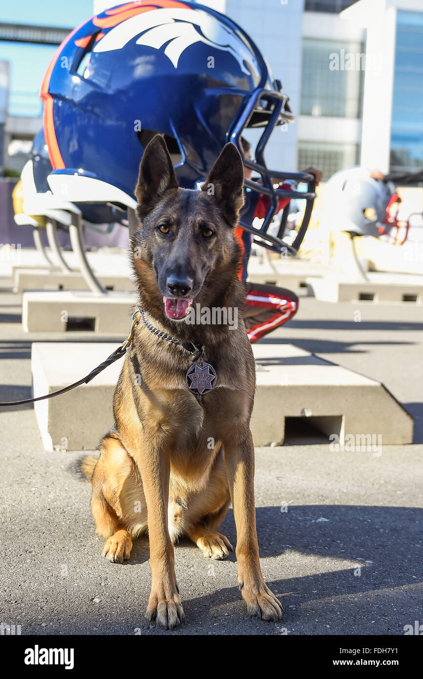 Dimanche, Janvier 31, 2016 : risqué, un département de police de San Francisco K-9 se trouve en face d'un casque de Denver Broncos NFL alors qu'il travaille à la Fan Zone pendant la semaine de temps Super Bowl de la NFL 50 fête à San Francisco, Californie. Eric Canha/CSM Banque D'Images