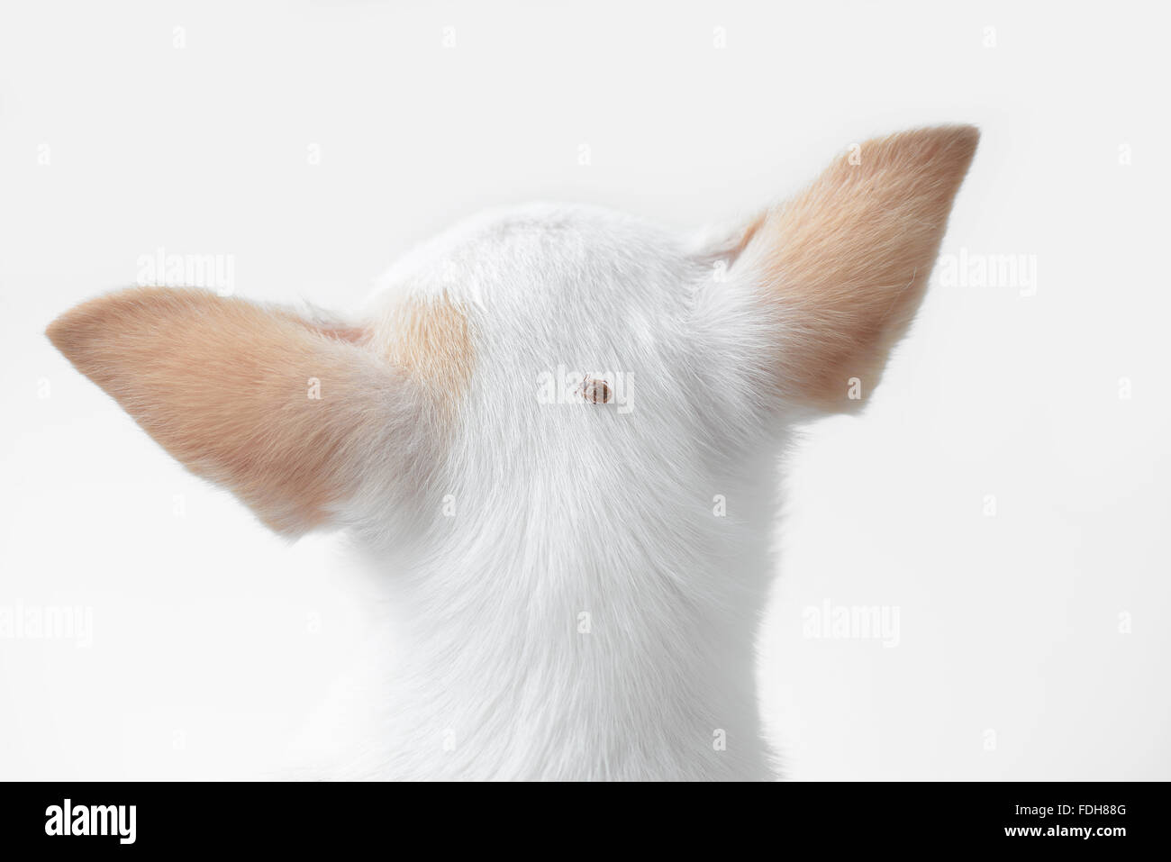 Big tick sur un chien Banque D'Images