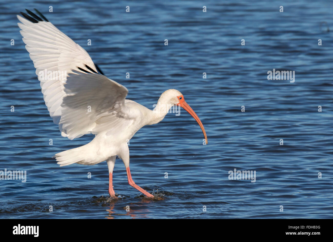 American Ibis blanc (Eudocimus albus), Galveston, Texas, États-Unis. Banque D'Images
