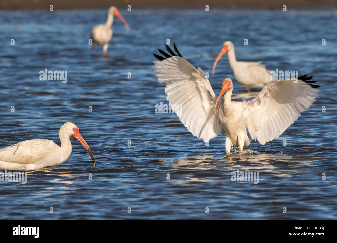 Un groupe d'Ibis blancs américains (Eudocimus albus) alimentation dans des marais de marée, Galveston, Texas, États-Unis. Banque D'Images