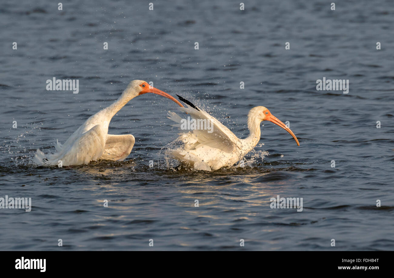 Ibis blanc (Eudocimus albus) lissage dans les marais, Galveston, Texas, États-Unis. Banque D'Images
