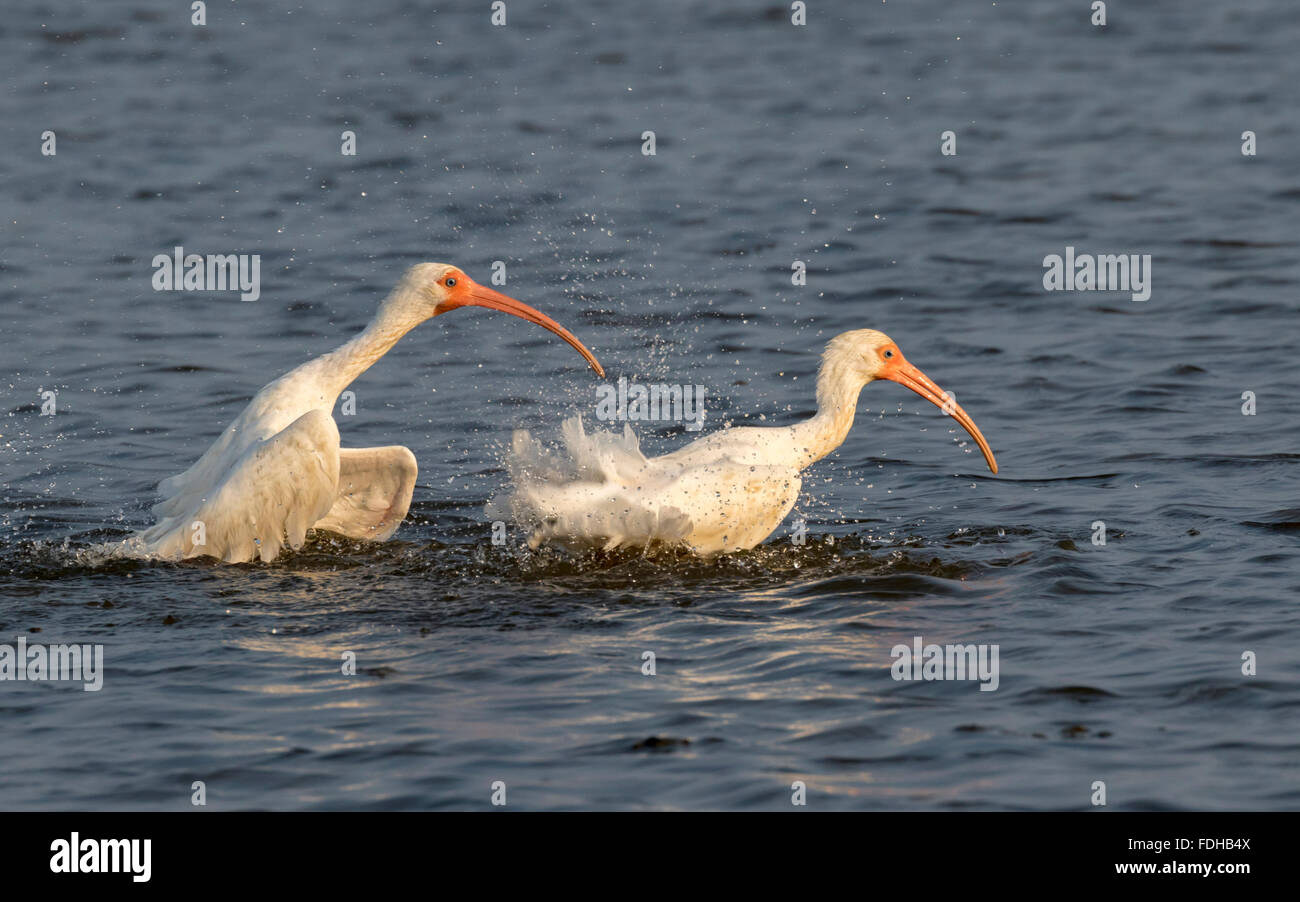 Ibis blanc (Eudocimus albus) lissage dans les marais, Galveston, Texas, États-Unis. Banque D'Images