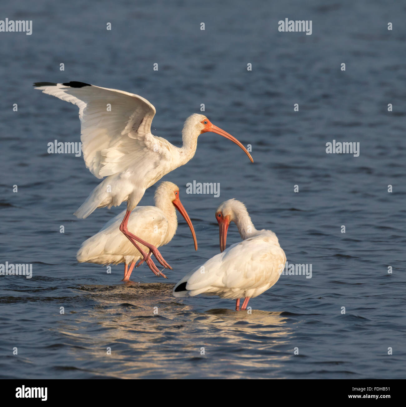 Ibis blanc (Eudocimus albus) dans les marais, Galveston, Texas, États-Unis. Banque D'Images