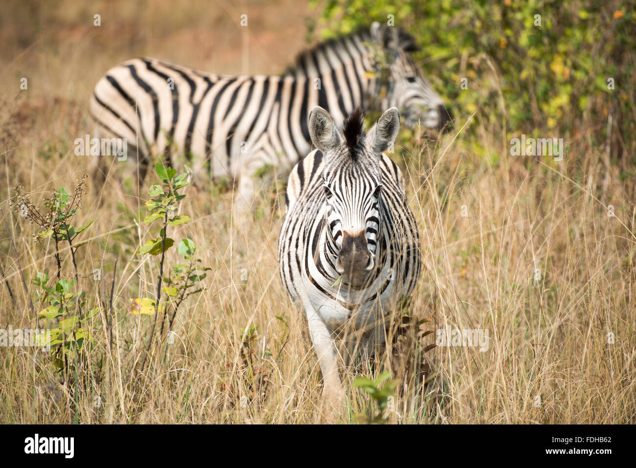 Zèbres de Burchell (Equus burchellii) au pâturage Mlilwane Wildlife Sanctuary au Swaziland, Afrique. Banque D'Images