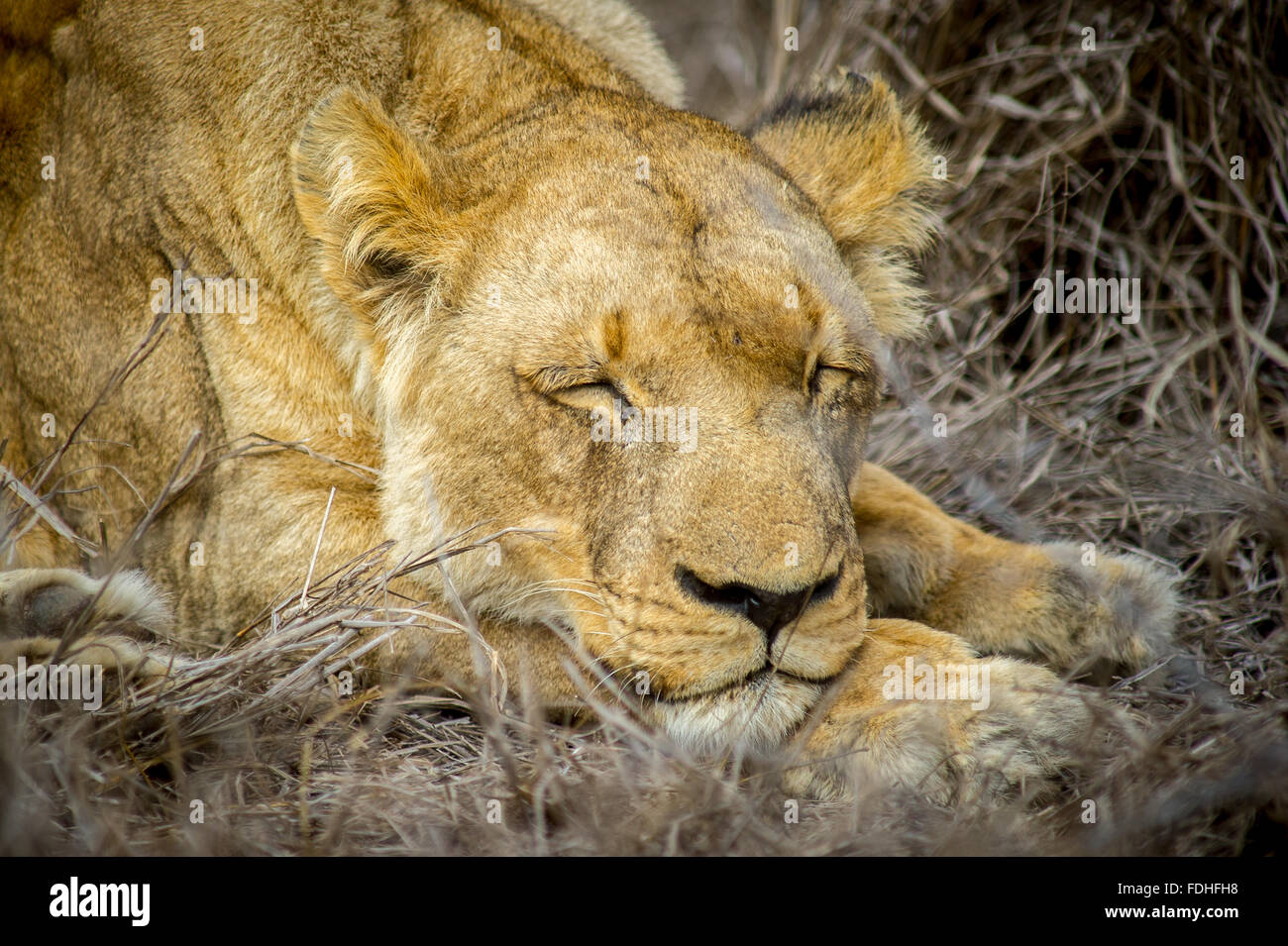 Femme lion (Panthera leo) dormir à Hlane Royal Game Preserve, Swaziland, Afrique. Banque D'Images
