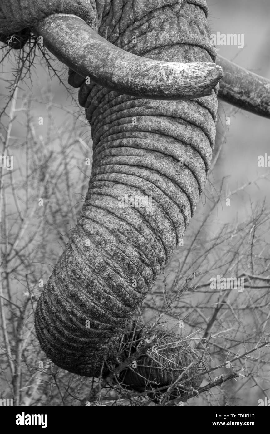Tronc et défenses d'un éléphant d'Afrique (Loxodonta) Parc de Hlane, Swaziland, Afrique. Banque D'Images