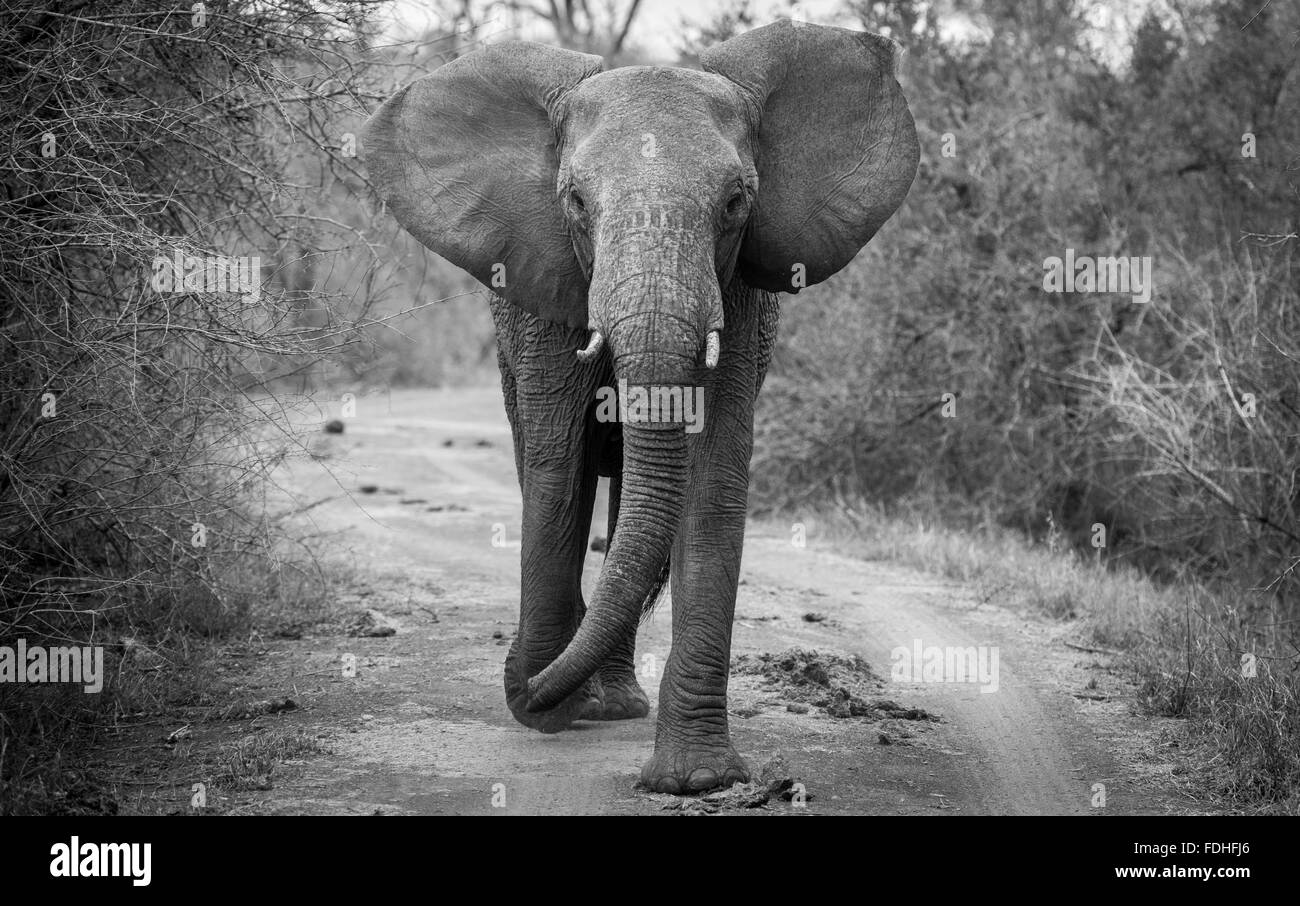 L'éléphant africain (Loxodonta) marche à travers le parc Hlane, Swaziland, Afrique. Banque D'Images