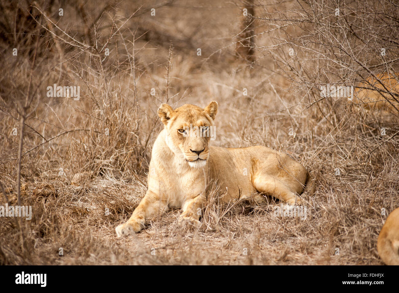 Femme lion (Panthera leo) au jeu Royal Hlane Préserver, Swaziland, Afrique. Banque D'Images