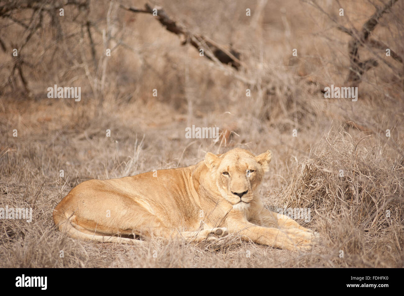 Femme lion (Panthera leo) au jeu Royal Hlane Préserver, Swaziland, Afrique. Banque D'Images