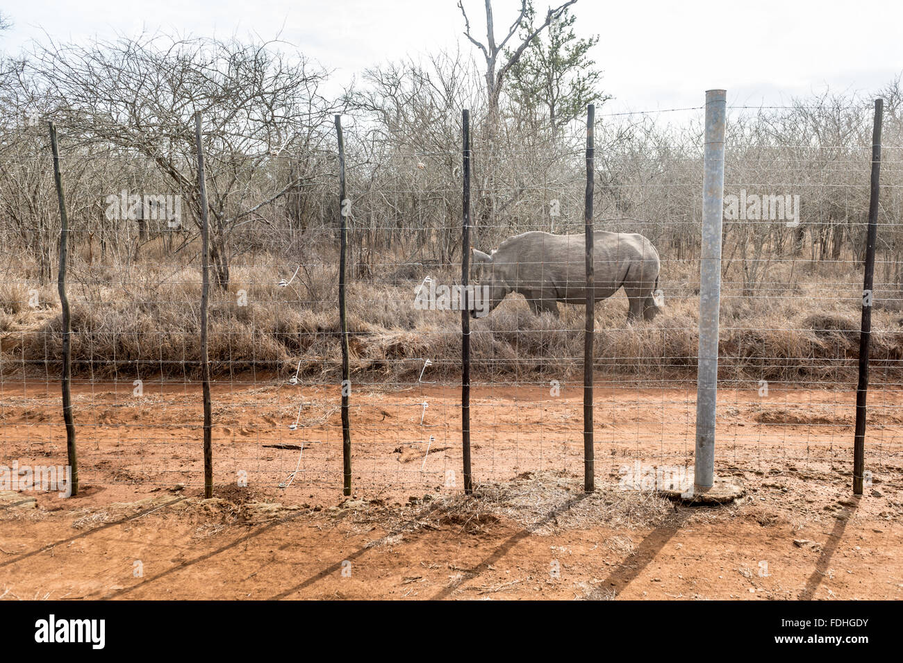 (Rhinocéros Rhinocerotidae) au jeu Royal Hlane Préserver, Swaziland, Afrique. Banque D'Images