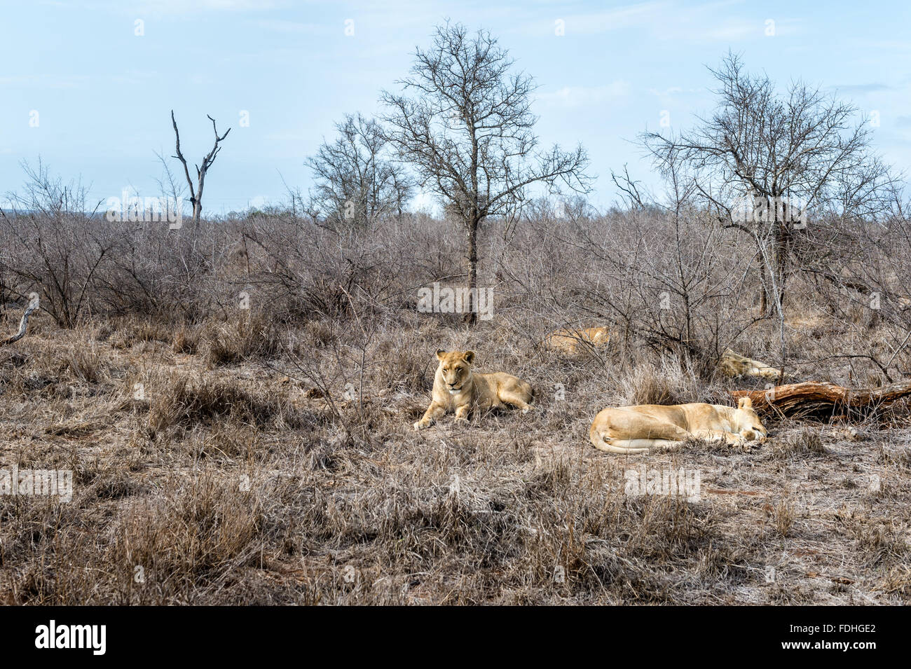 Les lions (Panthera leo) au jeu Royal Hlane Préserver, Swaziland, Afrique. Banque D'Images