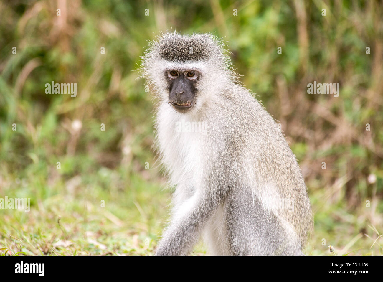 Un singe (Chlorocebus pygerythrus) assis à Sainte Lucie, Kwazulu-Natal, Afrique du Sud - Parc iSimangaliso Wetland Park Banque D'Images
