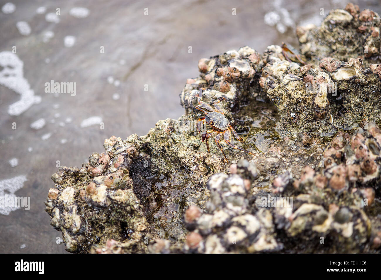 Le mélange Crabe natal dans des roches à Sainte Lucie, Kwazulu-Natal, Afrique du Sud - Parc iSimangaliso Wetland Park Banque D'Images