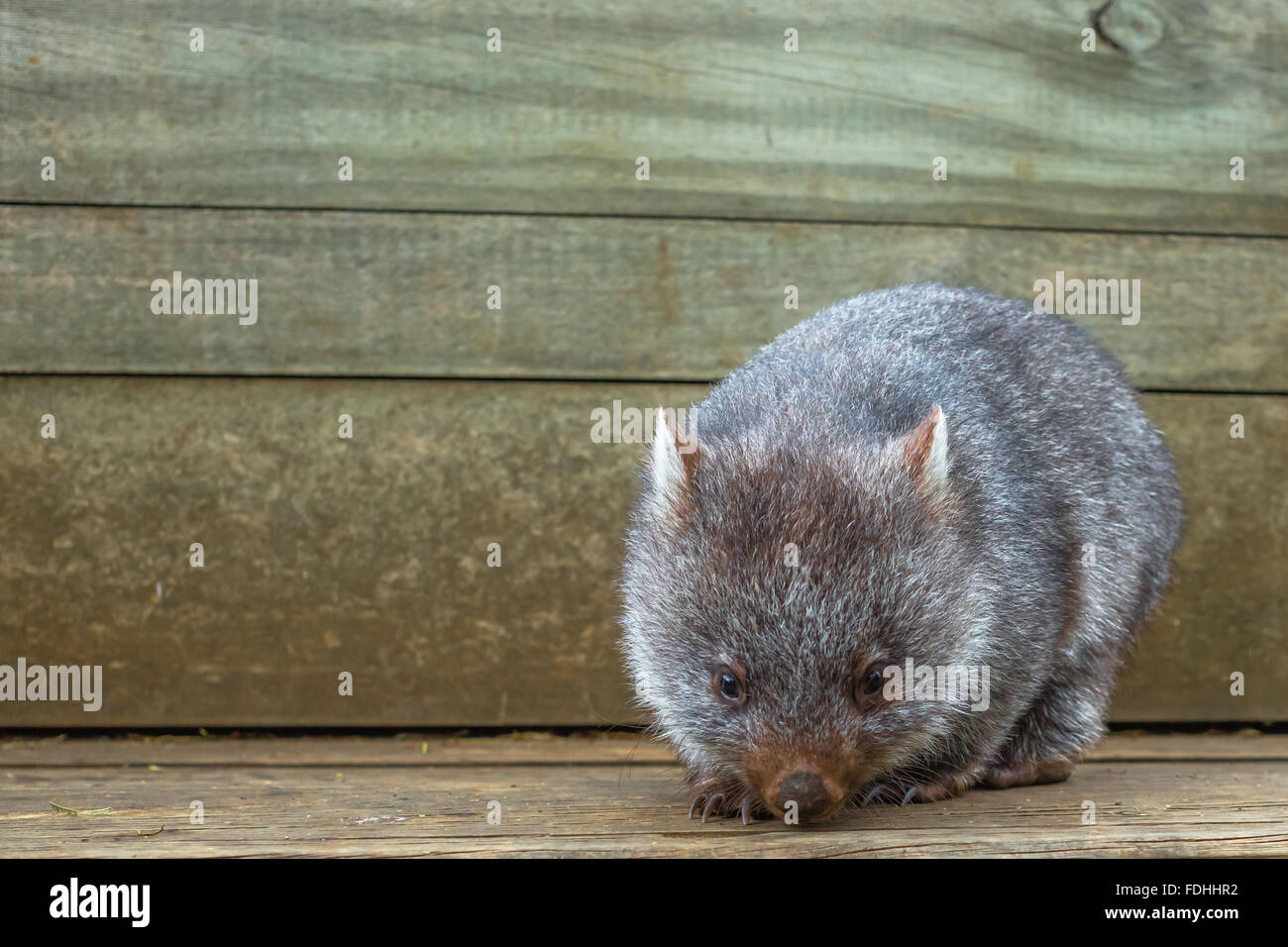 Peu d'Australie Wombat Banque D'Images