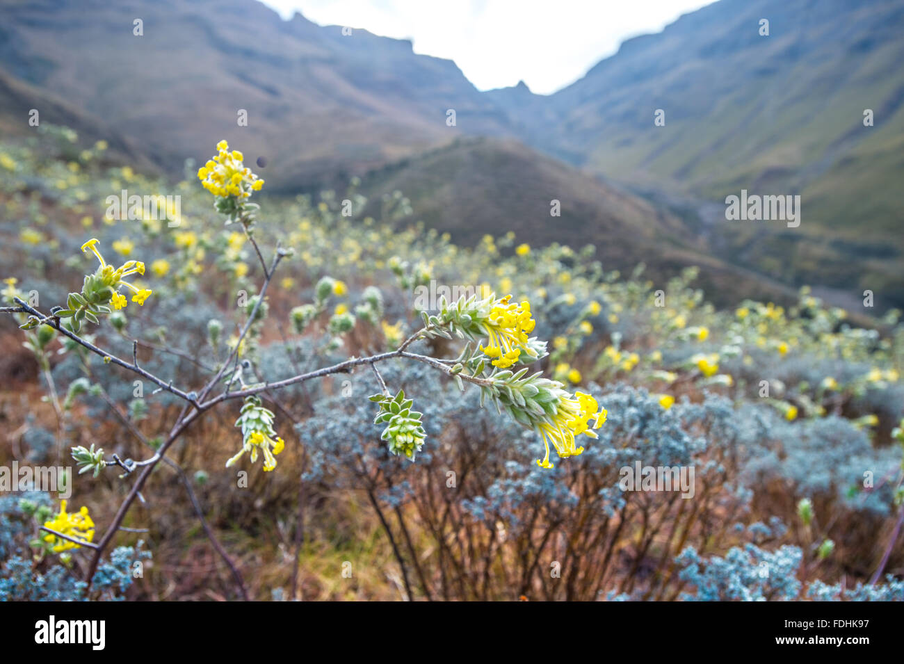 Fleurs jaunes avec des montagnes en arrière-plan en Sani Pass, entre l'Afrique du Sud et le Lesotho. Banque D'Images