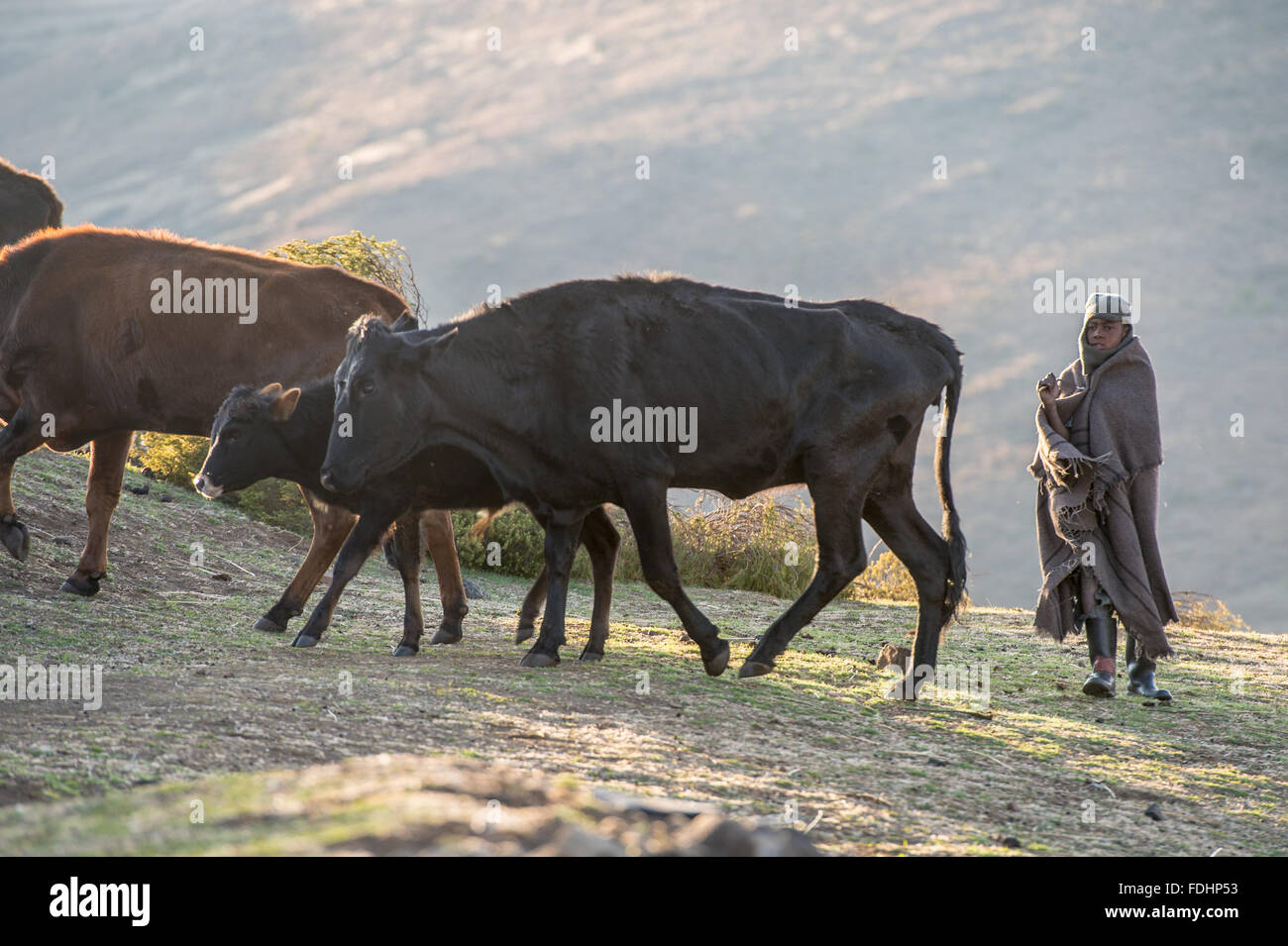 Jeune garçon enveloppé dans une couverture avec son boeuf bovins dans un village de Lesotho, Afrique Banque D'Images