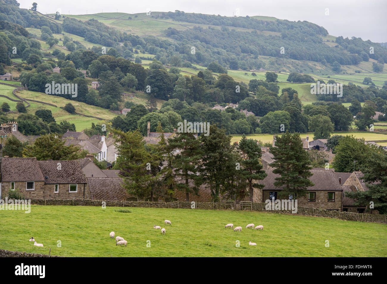 Des moutons paissant dans Richmond, England, UK. Banque D'Images