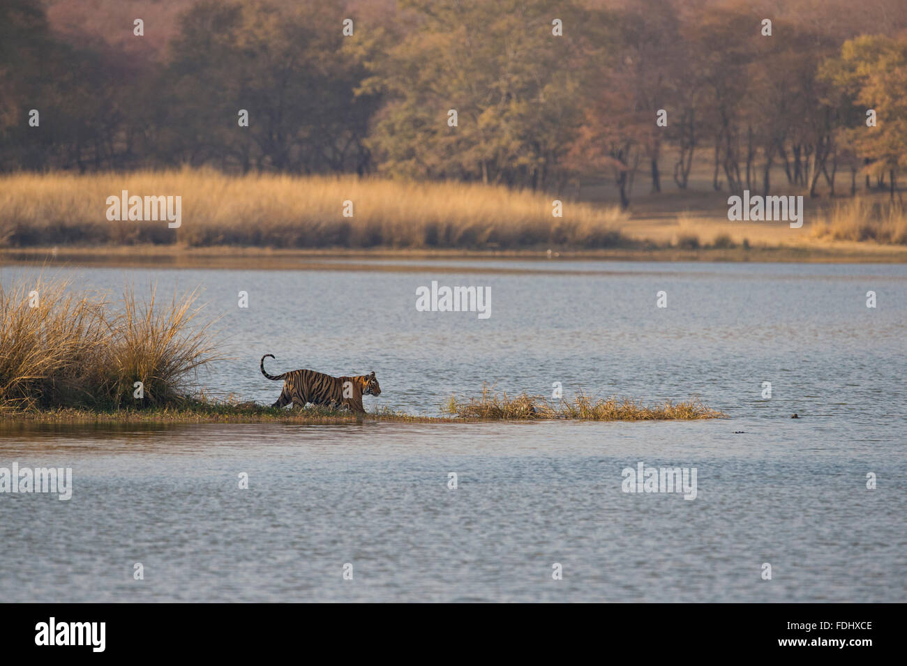 Angle large d'un tigre sauvage walding dans les eaux de la Raj Bagh lac sur un matin d'hiver dans la réserve de tigres de Ranthambhore o Banque D'Images