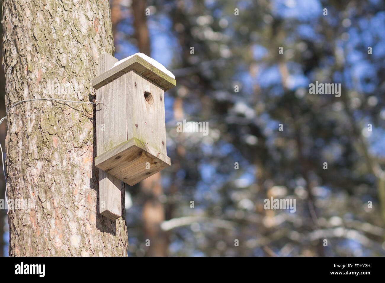 Nichoir sur le tronc de l'arbre en hiver Parc. La vie des oiseaux Nature background with copy space Banque D'Images