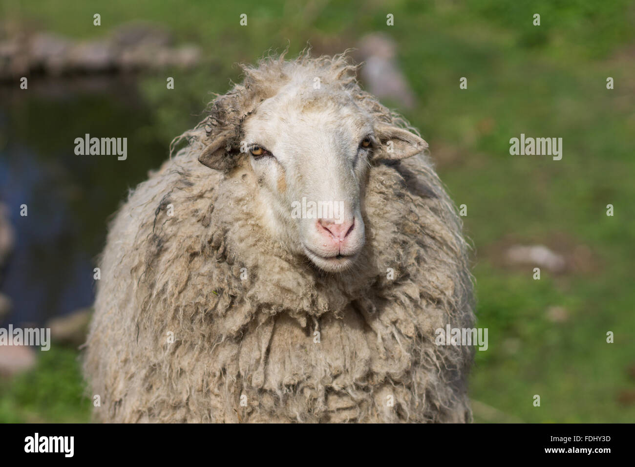 Image Gros plan sur le pâturage de moutons sauvages pré dans l'été Banque D'Images