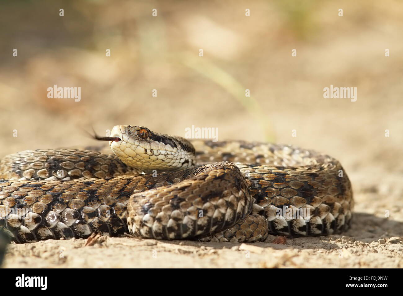 Vipera ursinii rakosiensis sur le terrain, l'insaisissable disparition pré hongrois adder Banque D'Images