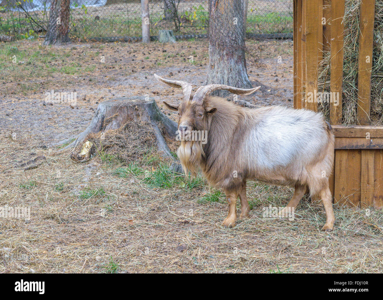 Shaggy horned mountain sheep (ovis ammon) près de l'engraissement au foin (vue latérale) Banque D'Images