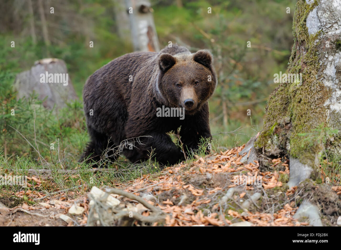 Un gros ours brun dans la forêt Banque D'Images