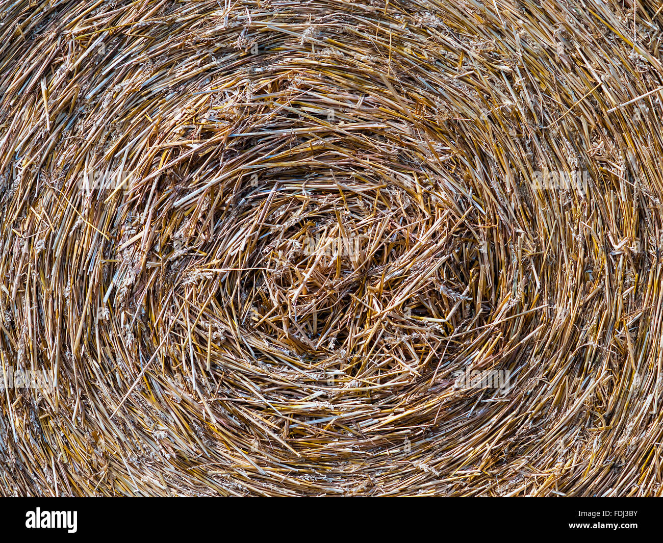 Rouleaux de tiges de blé de la paille dans le champ - France. Banque D'Images