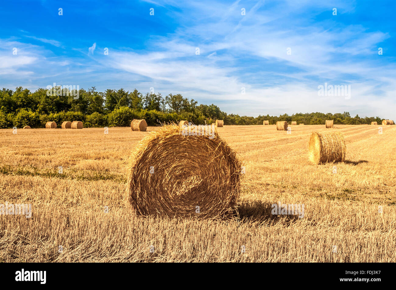 Rouleaux de tiges de blé de la paille dans le champ - France. Banque D'Images
