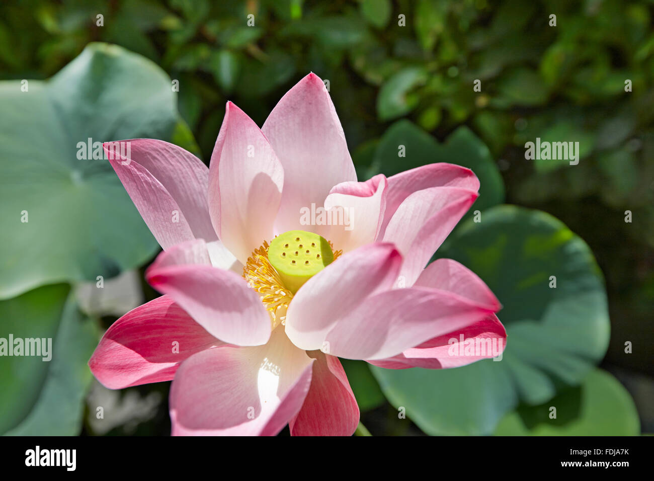 Fleur de Lotus. Nom scientifique : Nelumbo nucifera. Bangkok, Thaïlande. Banque D'Images