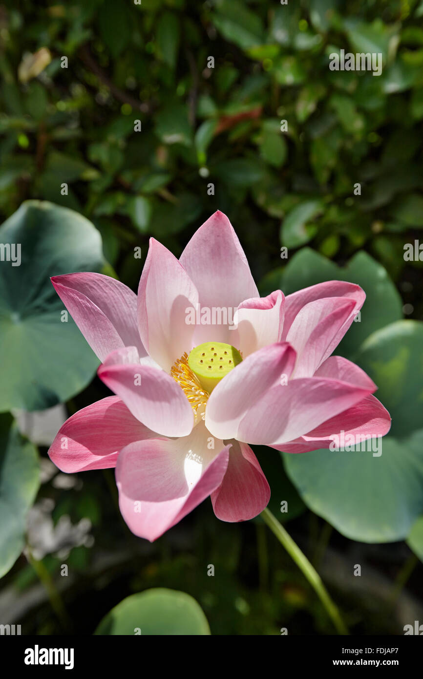 Gros plan d'une fleur de lotus (Nelumbo nucifera). Bangkok, Thaïlande. Banque D'Images