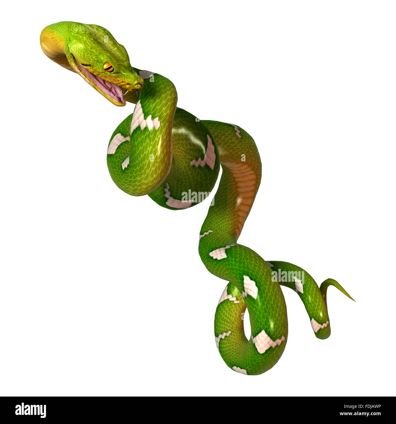 Morelia viridis, ou arbre vert python, ou passe-temps herpetoculture, chondro isolé sur fond blanc Banque D'Images