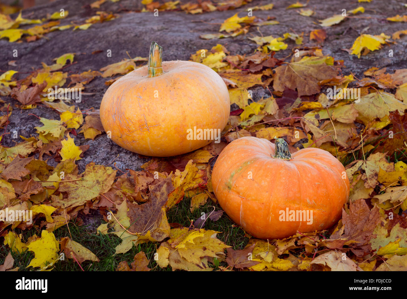 Citrouilles d'automne entouré de feuilles d'érable sur pierre énorme. Les légumes après la moisson d'automne. Accessoires pour l'Halloween de Banque D'Images