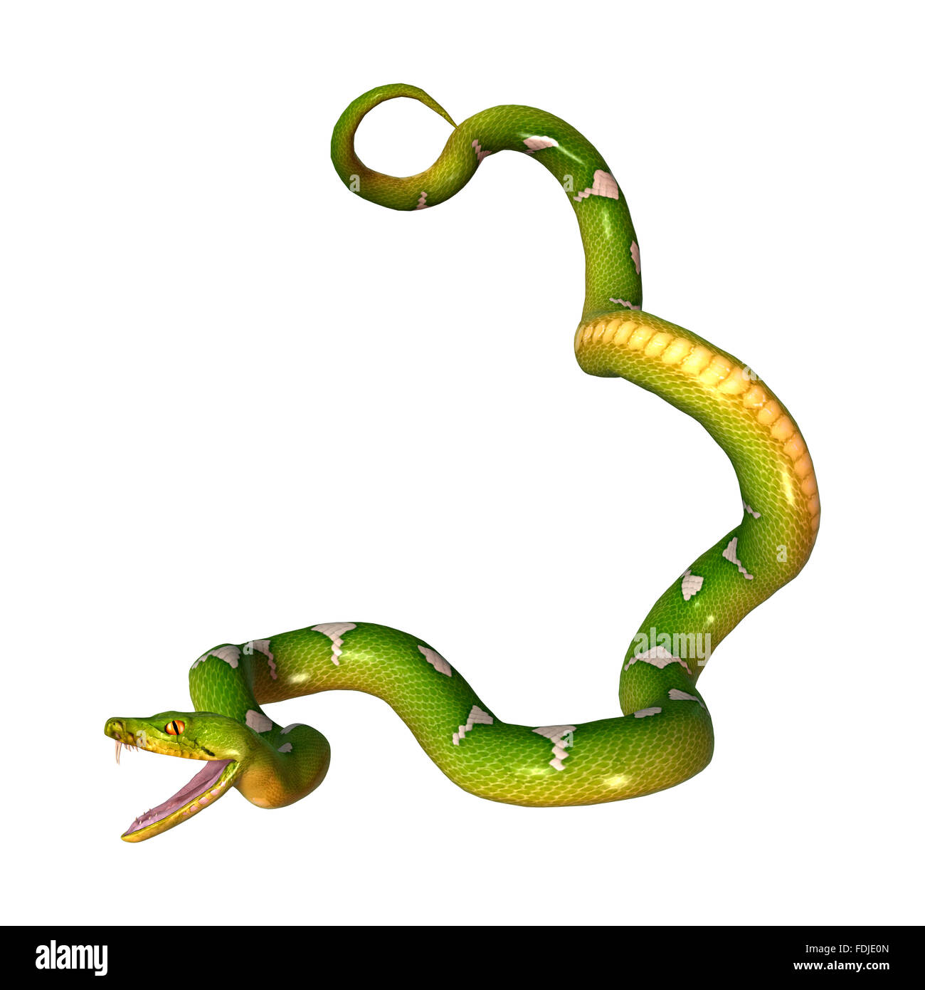 Morelia viridis, ou arbre vert python, ou passe-temps herpetoculture, chondro isolé sur fond blanc Banque D'Images