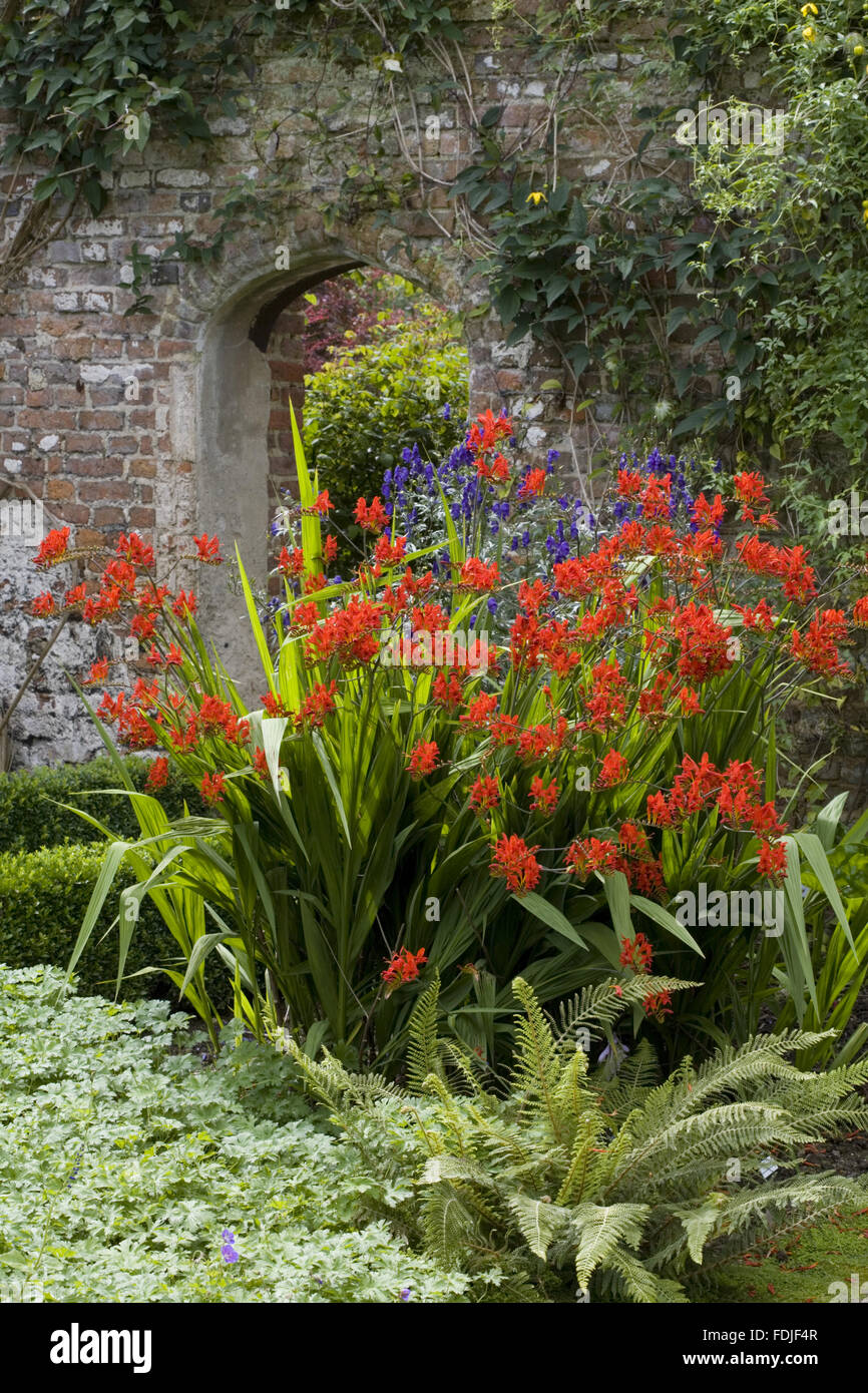 Crocosmia 'Lucifer' et Aconitum napellus 'Bergfurst» au Château de Sissinghurst Garden, près de Cranbrook, Kent. Banque D'Images