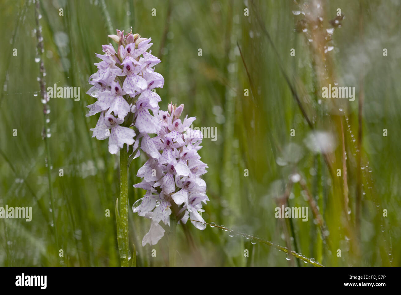 La commune de l'Ouest (Dactylorhiza fuchsii) avec des gouttes de pluie sur Hafod Y Llançà ferme, Galles. Banque D'Images