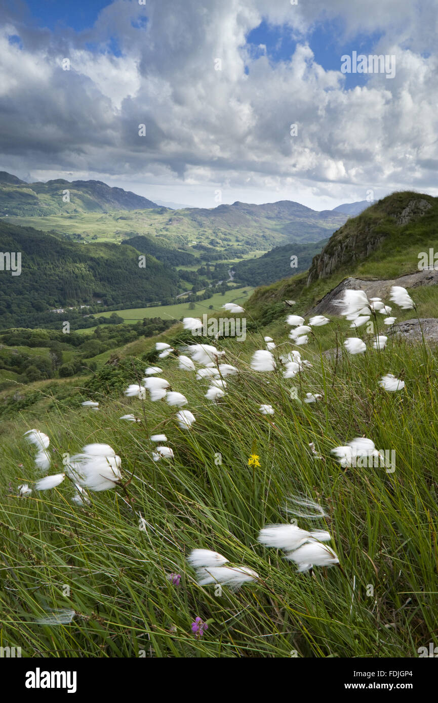 Les linaigrettes (Eriophorum angustifolium) dans la vallée Nantgwynant avec Gelli Iago dans la distance, sur Hafod Y Llançà ferme, Galles. Banque D'Images