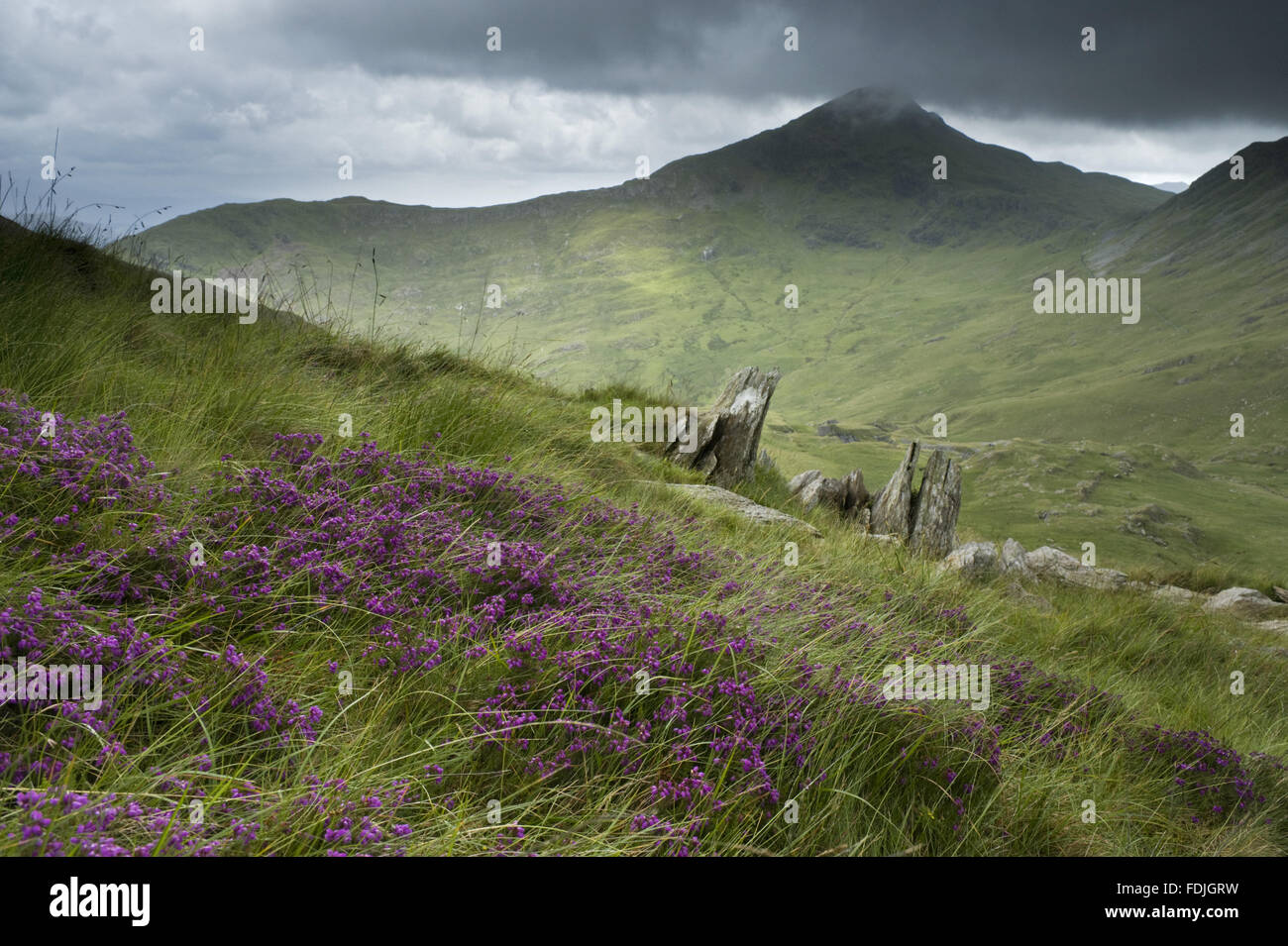 La bruyère (Calluna vulgaris) et d'affleurements rocheux sur Hafod Y Llançà ferme, avec An sommet Aran dans la distance, Galles. Banque D'Images