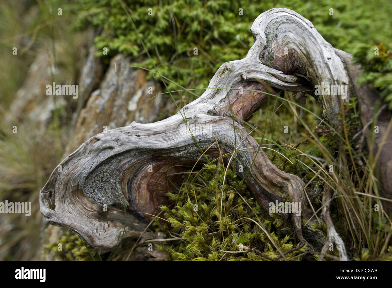 Tige torsadée de genévrier (Juniperus communis) sur Hafod Y Llançà ferme, Galles. Banque D'Images