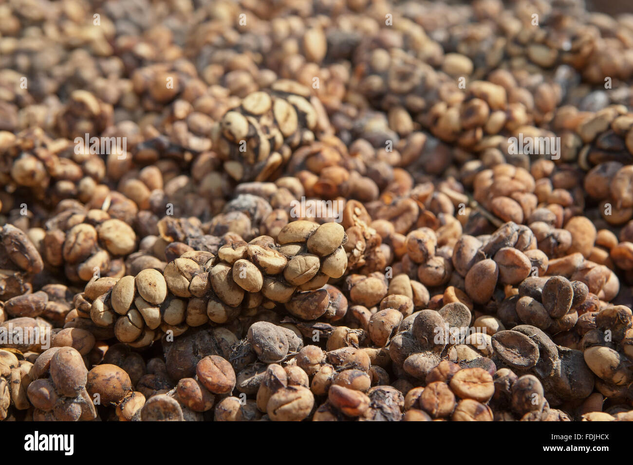 Des tas d'excréments de civette palm Asie sauvages avec des baies de café digéré la moitié fermenté - matière première de café plus cher plus rares Banque D'Images