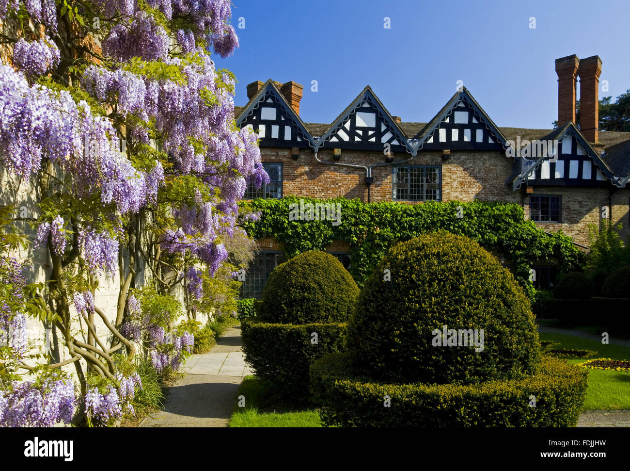 Glycine et topiaires dans la cour en mai à Baddesley Clinton, Warwickshire. Banque D'Images