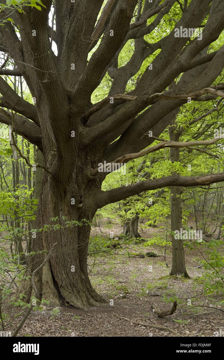 Le woodland au printemps au château de Sissinghurst Garden, près de Cranbrook, Kent. Banque D'Images