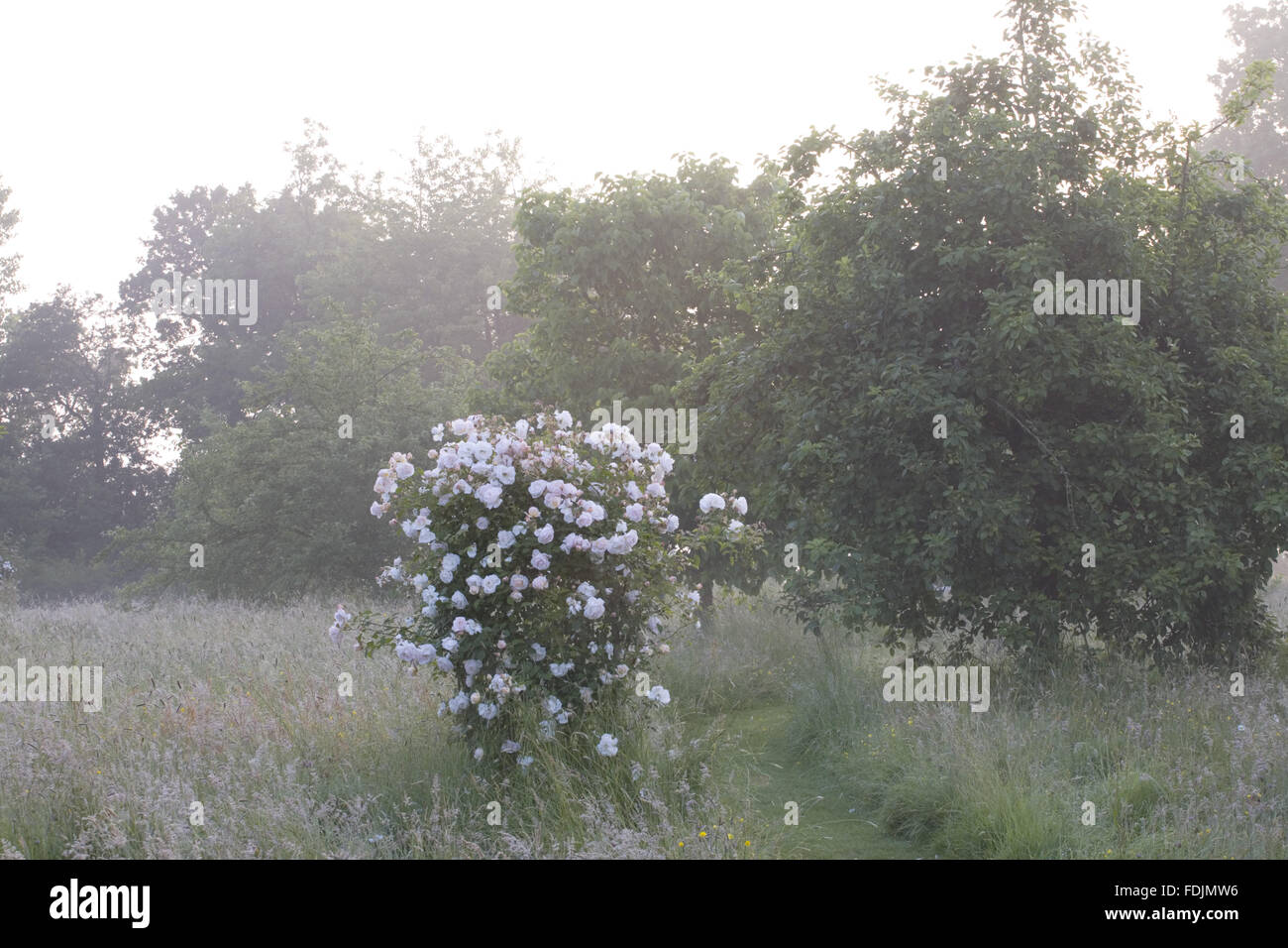 Misty avec une rose dans le verger prairie au Château de Sissinghurst Garden, près de Cranbrook, Kent. Banque D'Images