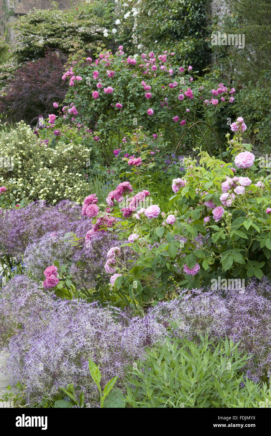 L'allium christophii syn A. christophii une rose à l'été au Château de Sissinghurst Garden, près de Cranbrook, Kent. Banque D'Images