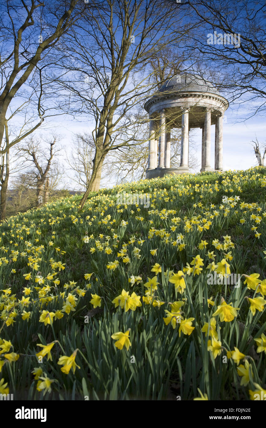 La rotonde construite en 1766, et des jonquilles dans le parc à Petworth House, West Sussex. La rotonde ionique peut avoir été conçu par Matthew Brettingham probablement inspiré par Vanbrugh's rotondes. Banque D'Images