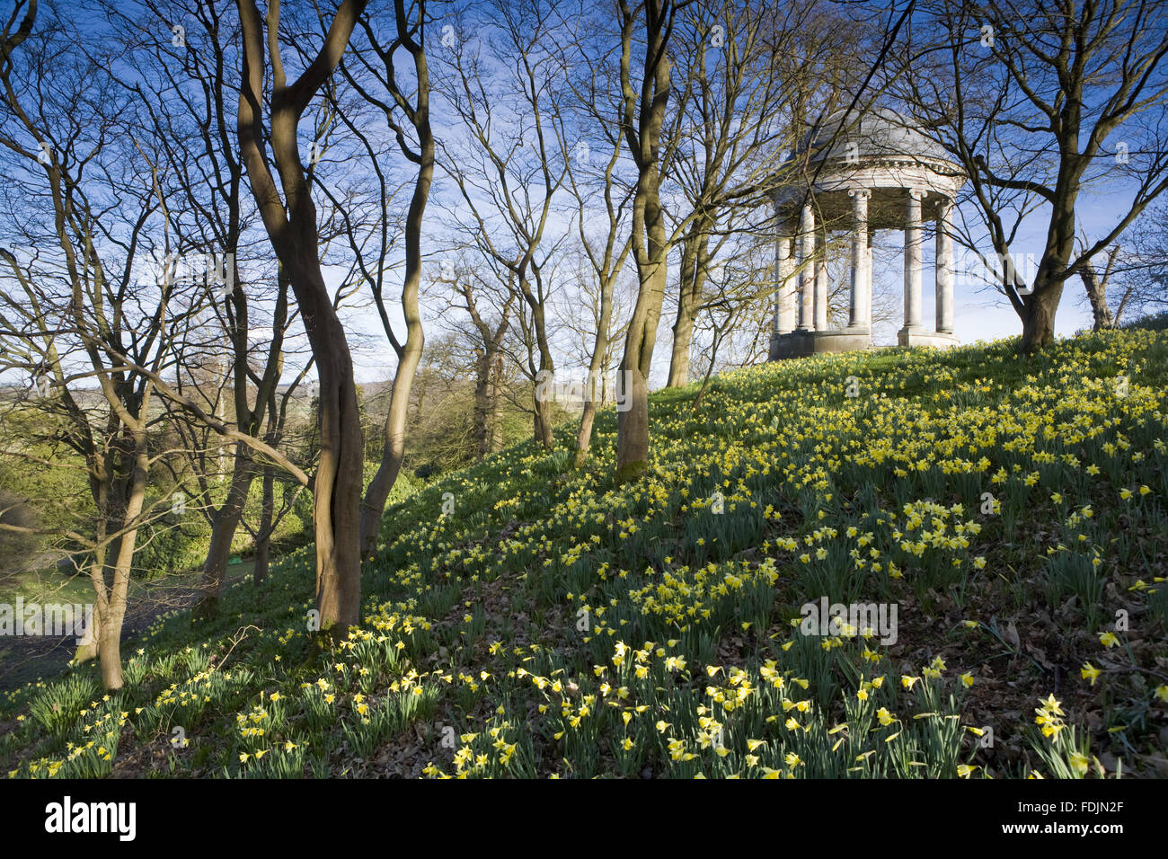 La rotonde construite en 1766, et des jonquilles dans le parc à Petworth House, West Sussex. La rotonde ionique peut avoir été conçu par Matthew Brettingham probablement inspiré par Vanbrugh's rotondes. Banque D'Images