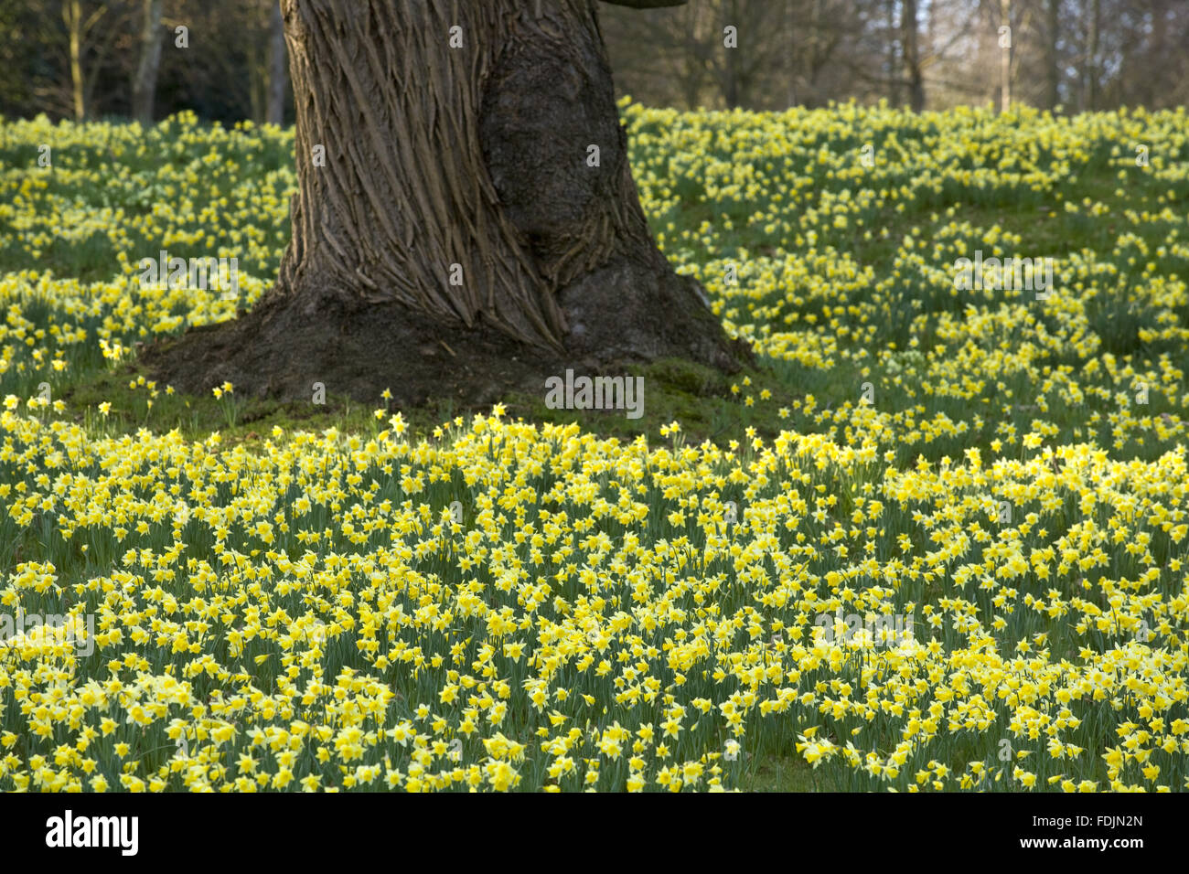 Tapis de jonquilles le parc à Petworth House, West Sussex. Banque D'Images
