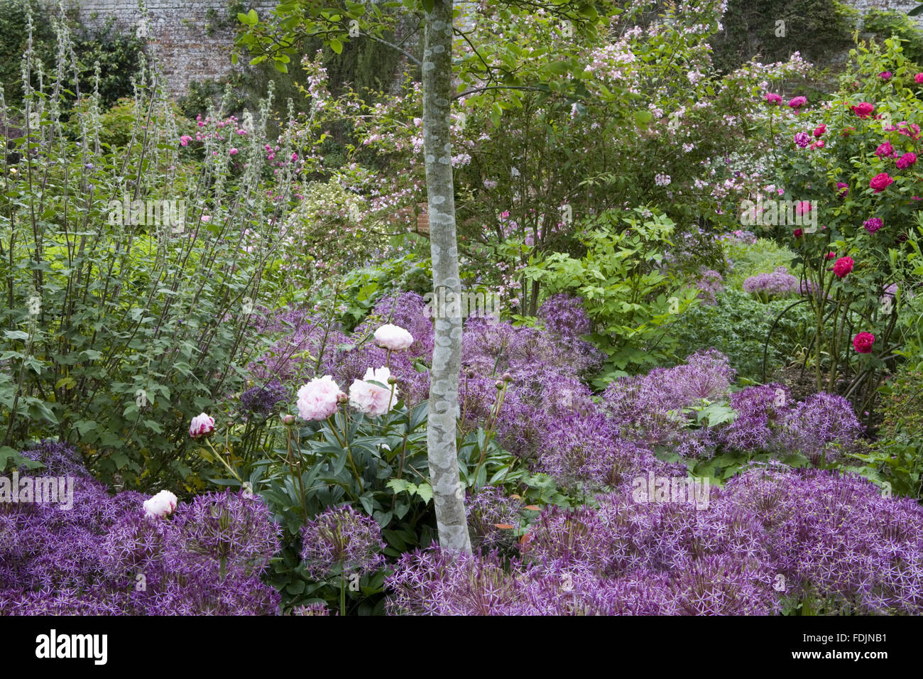 L'allium christophii syn. A.christophii avec une pivoine en été au Château de Sissinghurst Garden, près de Cranbrook, Kent. Banque D'Images